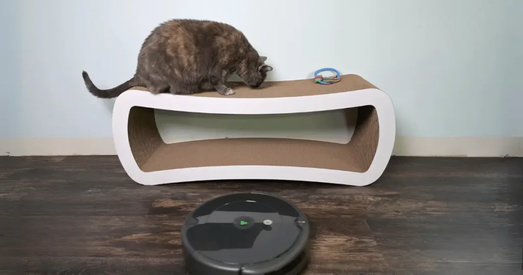 Our cat and a Robot Vacuum ignoring each other. 