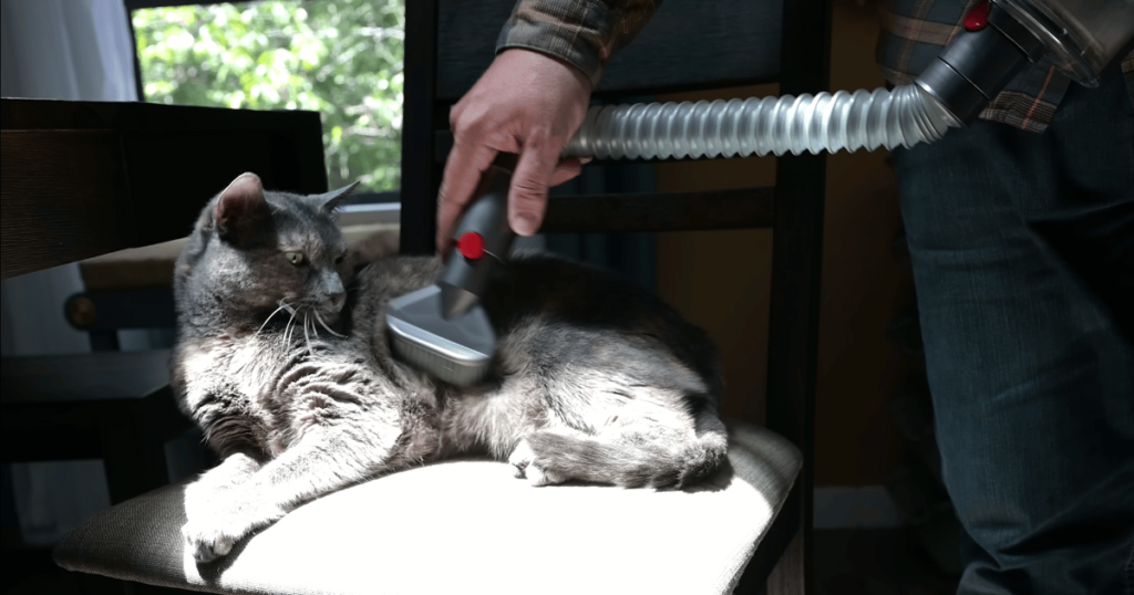 Vacuuming a resting cat with a cordless vacuum.