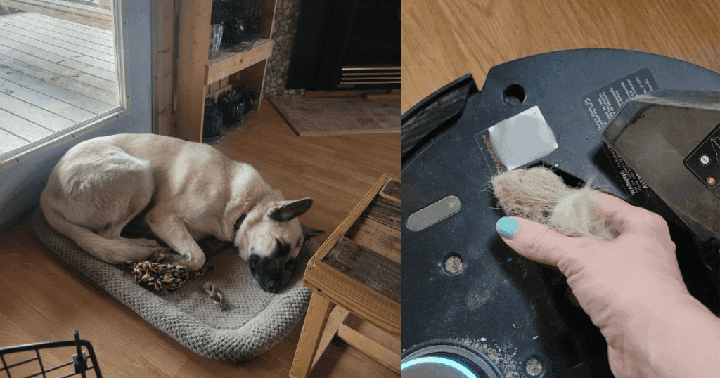 My pet's hair chokes the intake to the robot's dustbin on a regular basis, which is my main pain point with many robot vacuum models © Vacuum Wars