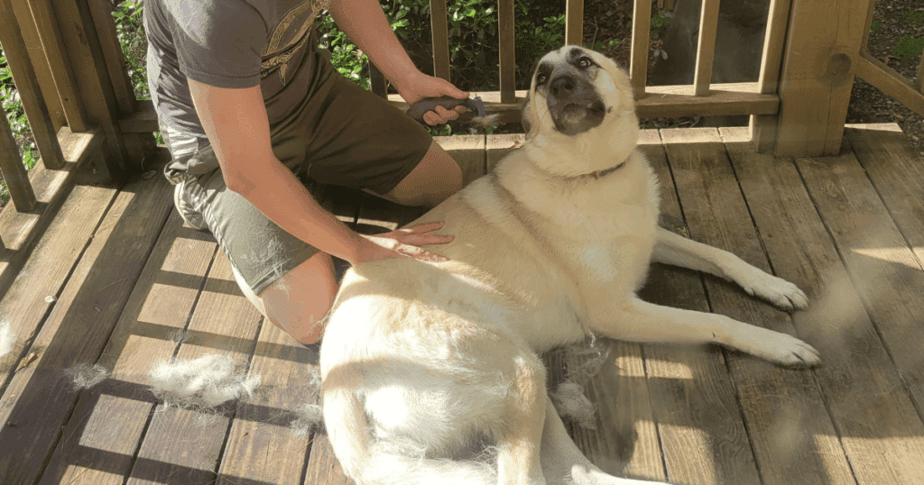 My dog is brushed often outside to lessen the amount of hair she drops in the house © Vacuum Wars