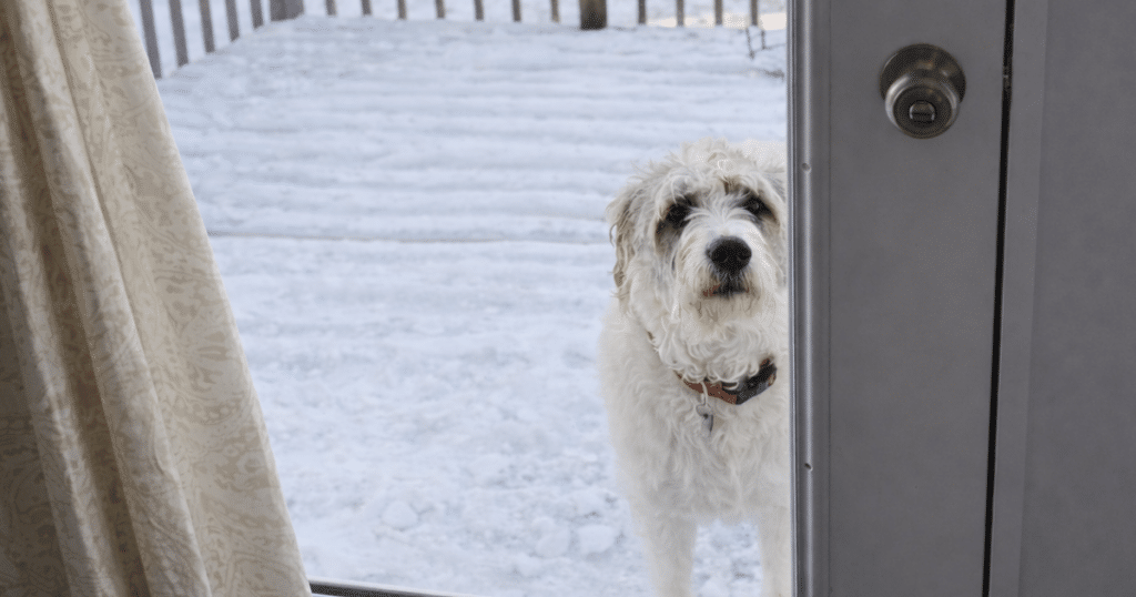Dog in snow and ice | Vacuum Wars Dog standing at the door during a winter ice storm, bringing snow and grit indoors.