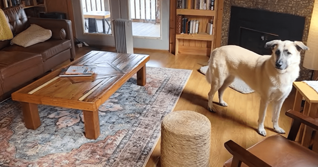 Dreame L50 Ultra Update floorplan | Vacuum Wars Dreame L50 robot vacuum cleaning a 750 sq ft main floor with laminate wood, tile, and area rugs in a busy home with a shedding dog.