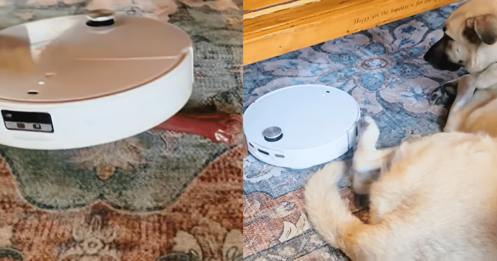 Roborock CurvX obstacle avoidance | Vacuum Wars Roborock Qrevo CurvX attempting to climb over household objects and bumping my dog during real-world obstacle avoidance testing