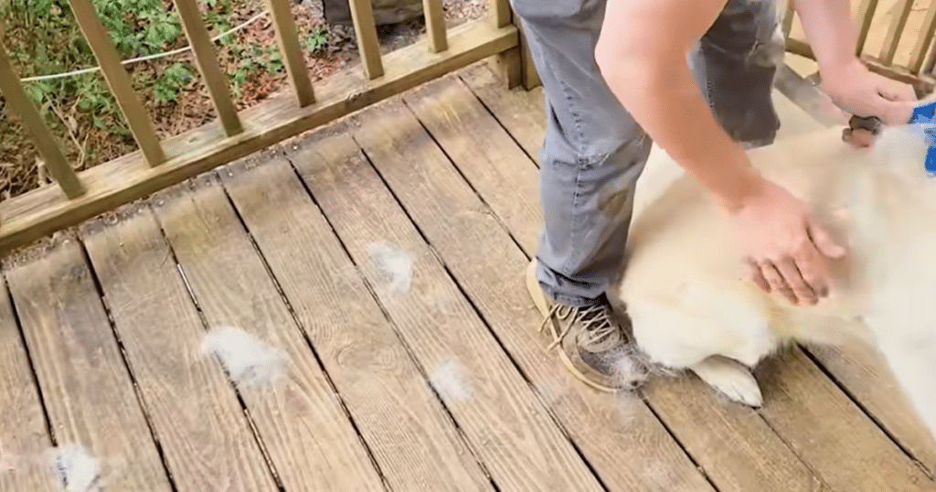 Roborock CurvX pet brushing | Vacuum Wars Heavy dog shedding during Roborock Qrevo CurvX testing created challenging real-world conditions for the robot vacuum’s small dust bin